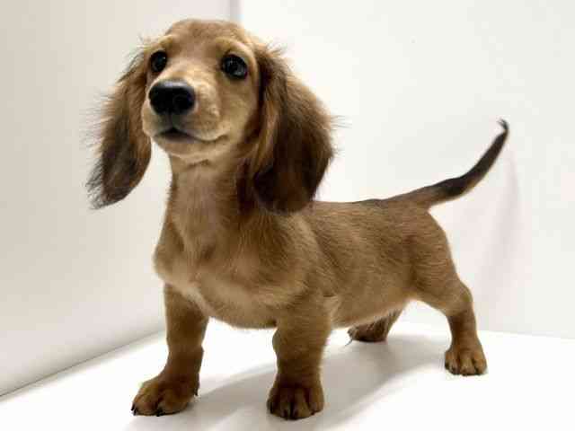 愛知県のカニンヘンダックスフンド(ロング) (ひごペットフレンドリーららぽーと名古屋みなとアクルス店/2025年12月7日生まれ/男の子/シェーデットレッド)の子犬の2枚目の画像