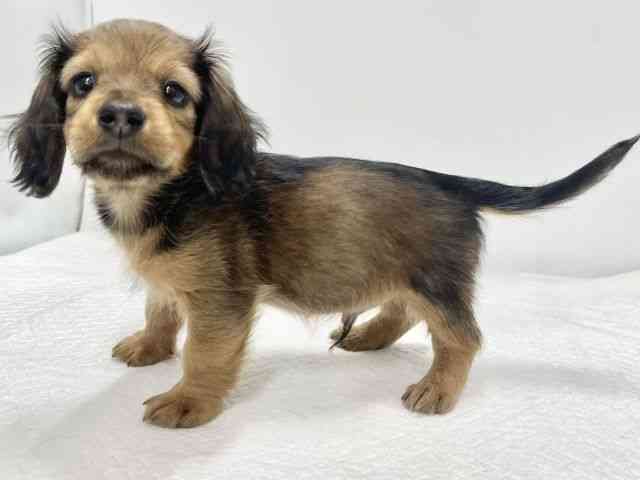 高知県のカニンヘンダックスフンド(ロング) (ひごペットフレンドリーイオンモール高知店/2025年12月7日生まれ/男の子/シェーデットレッド)の子犬の2枚目の画像