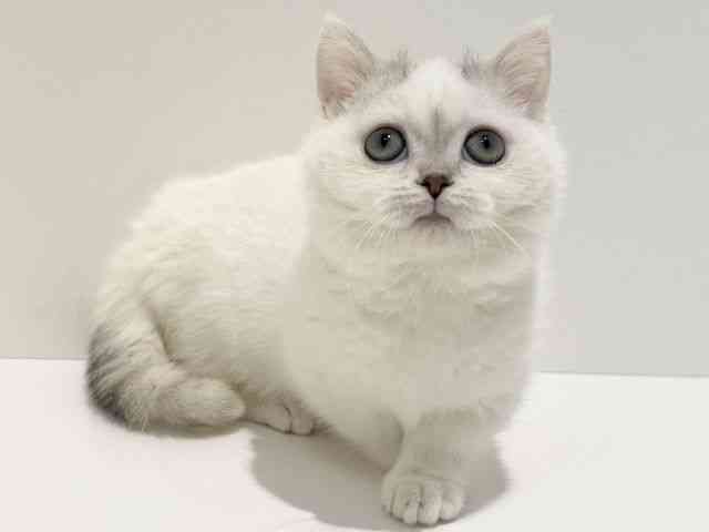 大阪府のミヌエット (ひごペットフレンドリーイオン高槻店/2025年10月30日生まれ/男の子/シルバータビーホワイトバン)の子猫の2枚目の画像