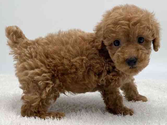 島根県のトイプードル(トイ) (ひごペットフレンドリーイオンモール出雲店/2025年12月7日生まれ/男の子/レッド)の子犬の2枚目の画像