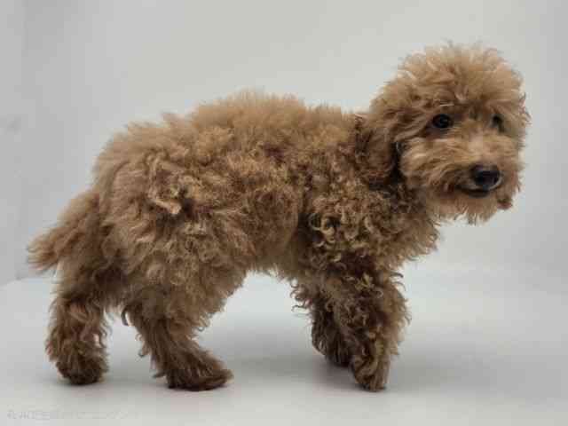 島根県のトイプードル(トイ) (ひごペットフレンドリーイオンモール出雲店/2025年12月7日生まれ/男の子/レッド)の子犬の2枚目の画像