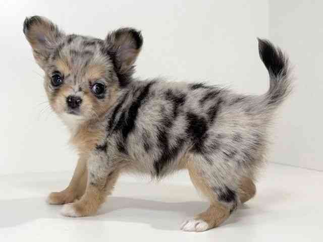 兵庫県のチワワ(ロング) (ひごペットフレンドリーイトーヨーカドー明石店/2025年12月7日生まれ/女の子/ブルーマール)の子犬の2枚目の画像