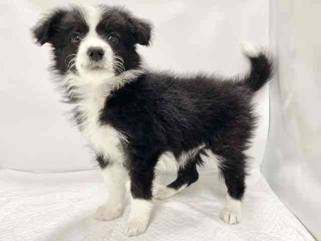 高知県のボーダーコリー (ひごペットフレンドリーイオンモール高知店/2025年12月8日生まれ/女の子/ブラックホワイト)の子犬の2枚目の画像