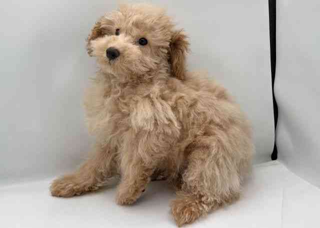 島根県のトイプードル(トイ) (ひごペットフレンドリーイオン松江ショッピングセンター店/2025年12月9日生まれ/男の子/クリーム)の子犬の2枚目の画像