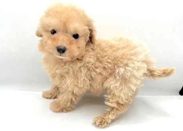 島根県のトイプードル(トイ) (ひごペットフレンドリーイオン松江ショッピングセンター店/2025年12月9日生まれ/男の子/クリーム)の子犬の2枚目の画像