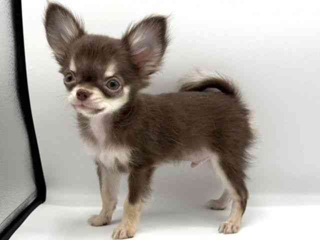 愛知県のチワワ(ロング) (ひごペットフレンドリープライムツリー赤池店/2025年12月9日生まれ/男の子/チョコレートタンホワイト)の子犬の2枚目の画像