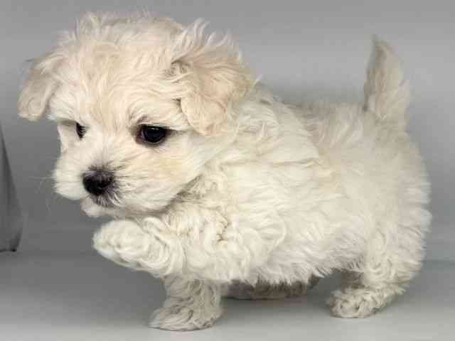 徳島県のマルプー(マルチーズ×プードル) (ひごペットフレンドリーゆめタウン徳島店/2025年11月25日生まれ/男の子/クリーム)の子犬の2枚目の画像