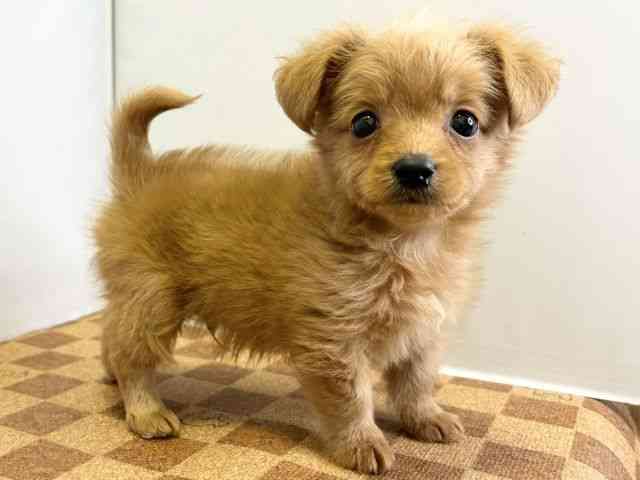 愛媛県のチワプー/プーチー(チワワ×プードル) (ひごペットフレンドリーエミフルMASAKI店/2025年12月9日生まれ/男の子/レッド)の子犬の2枚目の画像