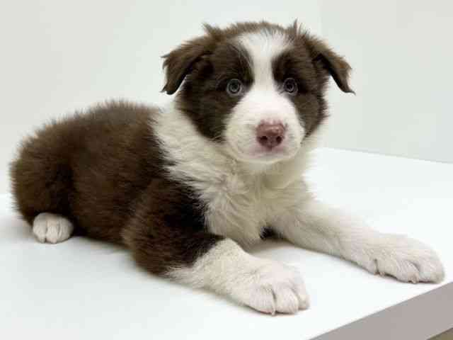 兵庫県のボーダーコリー (ひごペットフレンドリーブルメールHAT神戸店/2025年12月7日生まれ/男の子/チョコレートホワイト)の子犬の2枚目の画像