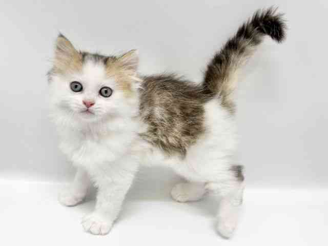 大阪府のマンチカン (ひごペットフレンドリーイオンタウン豊中庄内店/2025年12月5日生まれ/男の子/ブラウンタビーホワイト)の子猫の2枚目の画像