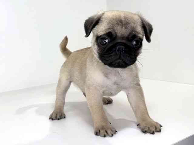 兵庫県のパグ (ひごペットフレンドリーイトーヨーカドー明石店/2025年12月7日生まれ/男の子/フォーン)の子犬の2枚目の画像