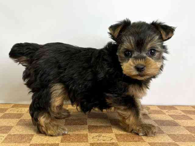 愛媛県のヨークシャーテリア (ひごペットフレンドリーエミフルMASAKI店/2025年12月8日生まれ/女の子/スチールブルータン)の子犬の2枚目の画像