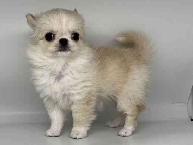 徳島県のチワワ(ロング) (ひごペットフレンドリーゆめタウン徳島店/2025年12月8日生まれ/女の子/クリームホワイト)の子犬の2枚目の画像