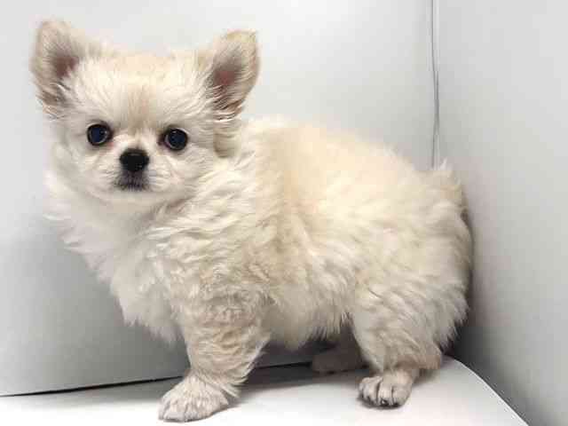 奈良県のチワワ(ロング) (ひごペットフレンドリー奈良パワーシティ店/2025年12月8日生まれ/女の子/クリーム)の子犬の2枚目の画像