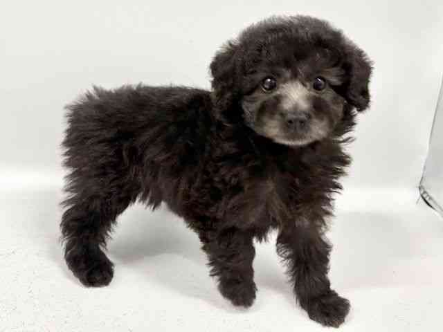 大阪府のトイプードル(トイ) (ひごペットフレンドリーイトーヨーカドー津久野店/2025年12月7日生まれ/女の子/シルバー)の子犬の2枚目の画像