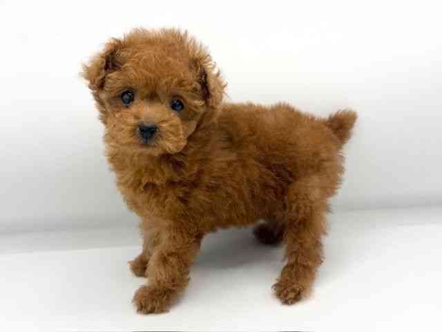 大阪府のトイプードル(トイ) (ひごペットフレンドリーららぽーとEXPOCITY店/2025年12月5日生まれ/女の子/レッド)の子犬の2枚目の画像