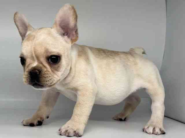 徳島県のフレンチブルドッグ (ひごペットフレンドリーゆめタウン徳島店/2025年12月7日生まれ/女の子/クリーム)の子犬の2枚目の画像