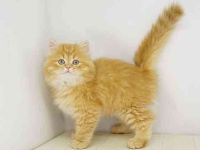 福岡県のラガマフィン (ひごペットフレンドリーゆめタウン筑紫野店/2025年12月1日生まれ/男の子/レッドタビー)の子猫の2枚目の画像