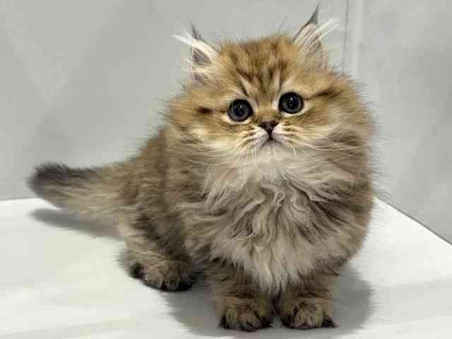 大阪府のペルシャ (ひごペットフレンドリーセブンパーク天美店/2025年12月1日生まれ/男の子/チンチラゴールデン)の子猫の2枚目の画像