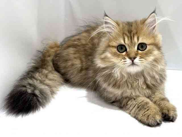 大阪府のペルシャ (ひごペットフレンドリーセブンパーク天美店/2025年12月1日生まれ/男の子/チンチラゴールデン)の子猫の2枚目の画像