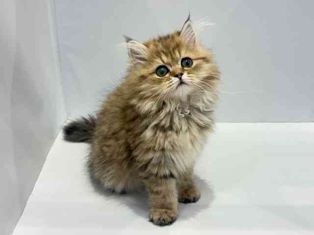 大阪府のペルシャ (ひごペットフレンドリーセブンパーク天美店/2025年12月1日生まれ/男の子/チンチラゴールデン)の子猫の2枚目の画像