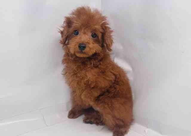 鳥取県のトイプードル(トイ) (ひごペットフレンドリーイオンモール鳥取北店/2025年12月6日生まれ/女の子/レッド)の子犬の2枚目の画像