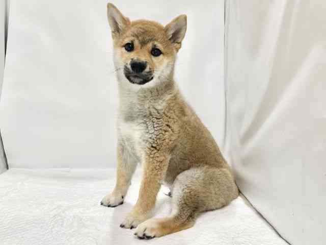 高知県の柴犬(標準サイズ) (ひごペットフレンドリーイオンモール高知店/2025年12月8日生まれ/男の子/赤)の子犬の2枚目の画像