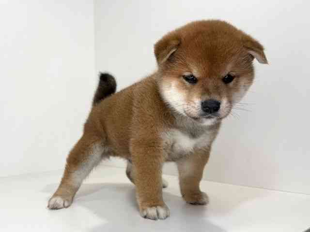 兵庫県の柴犬(標準サイズ) (ひごペットフレンドリーイトーヨーカドー明石店/2025年12月7日生まれ/男の子/赤)の子犬の2枚目の画像