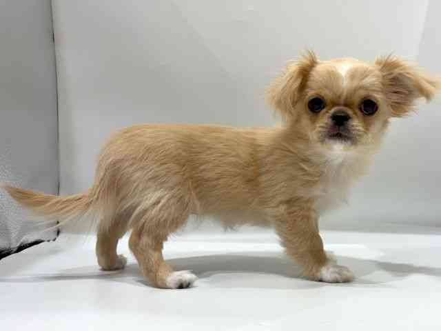 愛知県のチワペキ/ペキチー/ペキチワ(チワワ×ペキニーズ) (ひごペットフレンドリーヴィアモール アピタ江南西店/2025年12月6日生まれ/女の子/クリームホワイト)の子犬の2枚目の画像