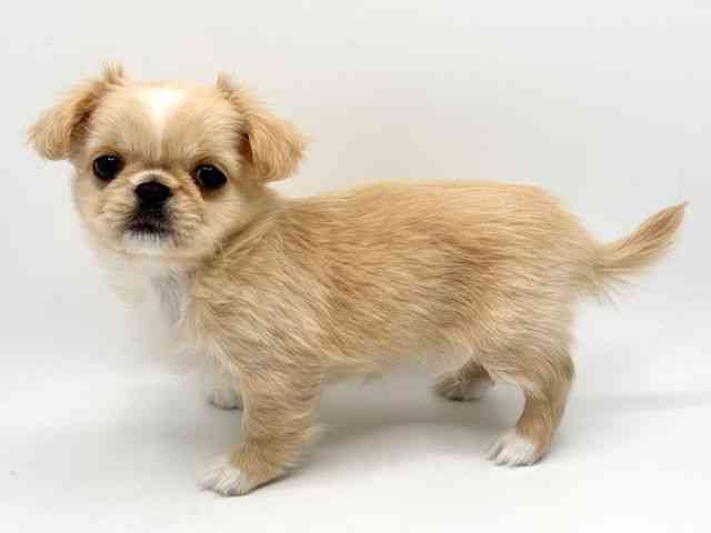 大阪府のチワペキ/ペキチー/ペキチワ(チワワ×ペキニーズ) (ひごペットフレンドリーみのおキューズモール店/2025年12月6日生まれ/女の子/クリームホワイト)の子犬の2枚目の画像