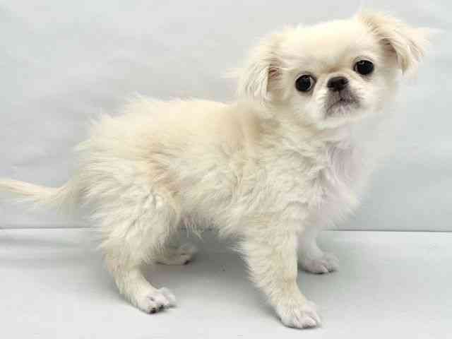 大阪府のチワペキ/ペキチー/ペキチワ(チワワ×ペキニーズ) (ひごペットフレンドリーイトーヨーカドー津久野店/2025年12月6日生まれ/男の子/クリームホワイト)の子犬の2枚目の画像