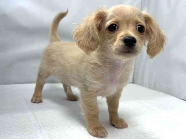 大阪府のチワックス(チワワ×ダックス) (ひごペットフレンドリー堺プラットプラット店/2025年12月6日生まれ/男の子/イエロー)の子犬の2枚目の画像