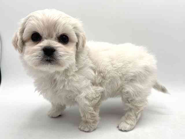 奈良県のハーフ犬・ミックス犬 (ひごペットフレンドリー田原本店/2025年12月8日生まれ/女の子/ホワイト)の子犬の2枚目の画像