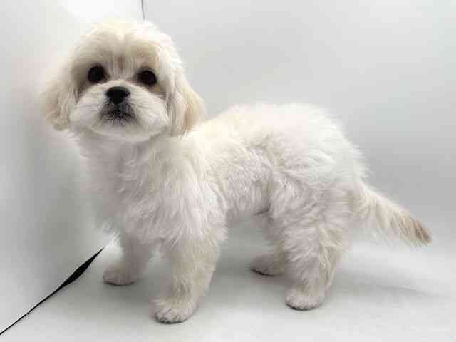 奈良県のハーフ犬・ミックス犬 (ひごペットフレンドリー田原本店/2025年12月8日生まれ/女の子/ホワイト)の子犬の2枚目の画像