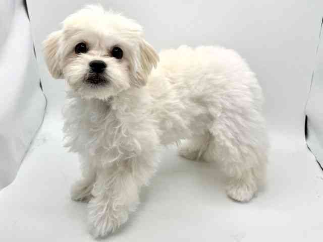 大阪府のハーフ犬・ミックス犬 (ひごペットフレンドリーみのおキューズモール店/2025年12月8日生まれ/女の子/ホワイト)の子犬の2枚目の画像