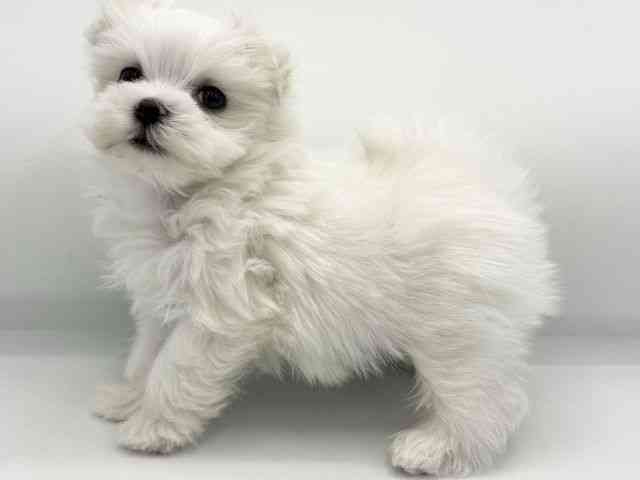 大阪府のマルチーズ (ひごペットフレンドリーららぽーとEXPOCITY店/2025年12月9日生まれ/男の子/ホワイト)の子犬の2枚目の画像