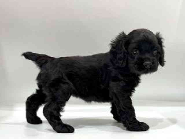 愛知県のアメリカンコッカースパニエル (ひごペットフレンドリーヴィアモール アピタ江南西店/2025年12月8日生まれ/女の子/ブラック)の子犬の2枚目の画像