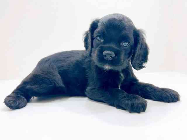 広島県のアメリカンコッカースパニエル (ひごペットフレンドリーフジグラン神辺店/2025年12月8日生まれ/女の子/ブラック)の子犬の2枚目の画像