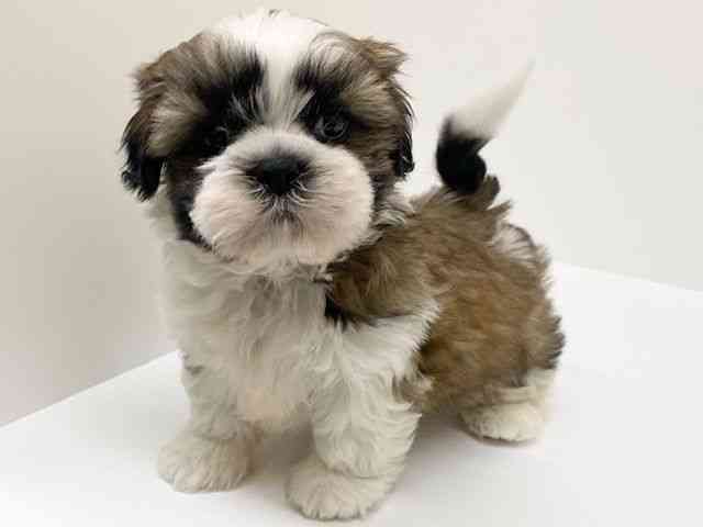 兵庫県のシーズー (ひごペットフレンドリーブルメールHAT神戸店/2025年12月8日生まれ/男の子/ホワイトゴールド)の子犬の2枚目の画像