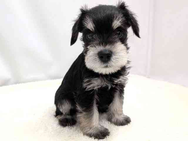 広島県のミニチュアシュナウザー (ひごペットフレンドリーゆめタウン廿日市店/2025年12月9日生まれ/男の子/ブラックシルバー)の子犬の2枚目の画像