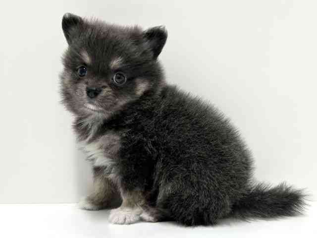 愛知県のポメチワ/チワポメ/ポメチー(ポメラニアン×チワワ) (ひごペットフレンドリーららぽーと名古屋みなとアクルス店/2025年12月6日生まれ/男の子/ブルータン)の子犬の2枚目の画像