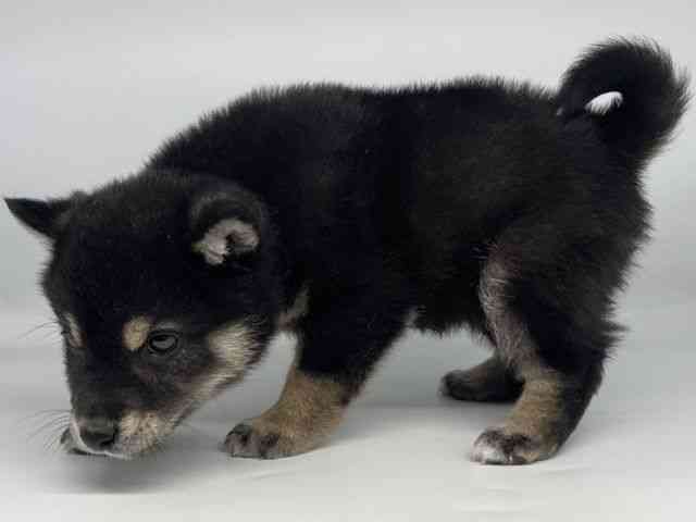 徳島県の柴犬(標準サイズ) (ひごペットフレンドリーゆめタウン徳島店/2025年12月9日生まれ/男の子/黒)の子犬の2枚目の画像