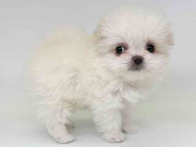 大阪府のポメマル/マルポメ(ポメラニアン×マルチーズ) (ひごペットフレンドリー瓜破店/2025年12月9日生まれ/女の子/ホワイト)の子犬の2枚目の画像