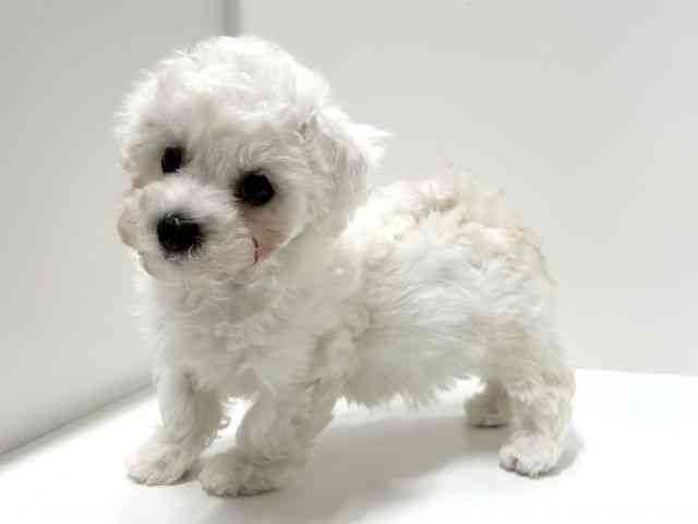 愛知県のビションフリーゼ (ひごペットフレンドリーららぽーと名古屋みなとアクルス店/2025年12月1日生まれ/女の子/ホワイト)の子犬の2枚目の画像