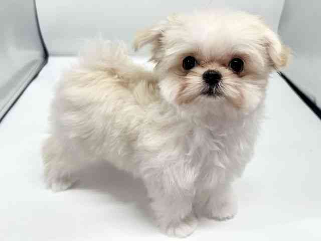 大阪府のチワマル/マルチワ(チワワ×マルチーズ) (ひごペットフレンドリーイオンタウン豊中庄内店/2025年12月8日生まれ/男の子/ホワイト)の子犬の2枚目の画像