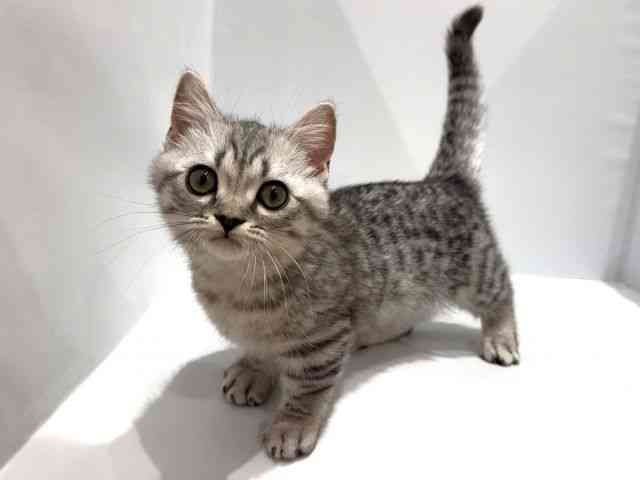 大阪府のジェネッタ (ひごペットフレンドリーセブンパーク天美店/2025年12月9日生まれ/男の子/シルバースポットタビー)の子猫の2枚目の画像