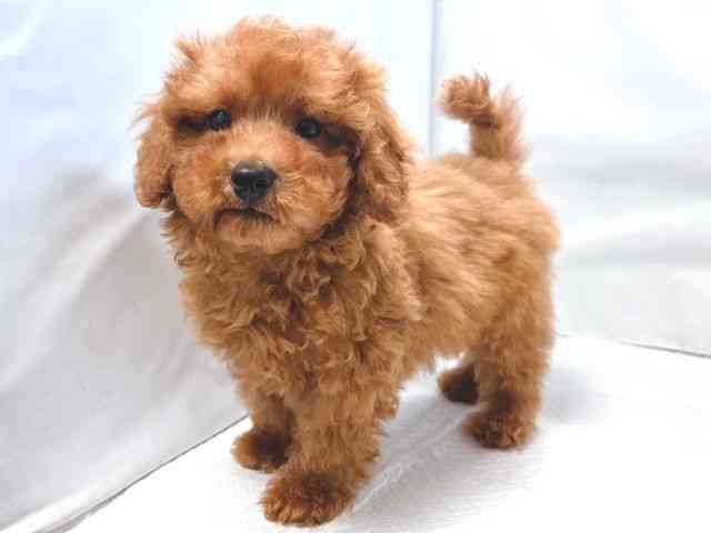 大阪府のトイプードル(トイ) (ひごペットフレンドリー堺プラットプラット店/2025年12月8日生まれ/男の子/レッド)の子犬の2枚目の画像