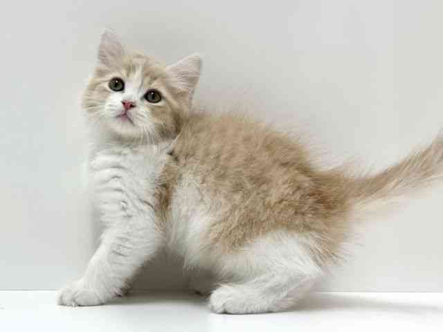 愛知県のラガマフィン (ひごペットフレンドリーららぽーと名古屋みなとアクルス店/2025年12月5日生まれ/男の子/クリームタビーホワイト)の子猫の2枚目の画像