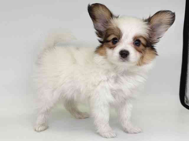 大阪府のパピヨン (ひごペットフレンドリー瓜破店/2025年12月8日生まれ/男の子/ホワイトブラウン)の子犬の2枚目の画像