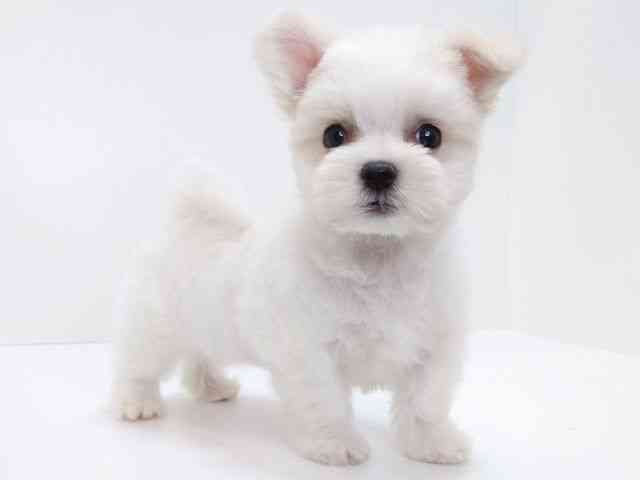 大阪府のマルチーズ (ひごペットフレンドリーいこらもーる泉佐野店/2025年12月7日生まれ/男の子/ホワイト)の子犬の2枚目の画像